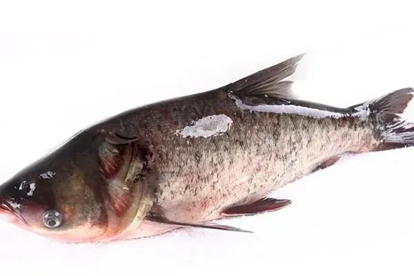 金鲨酱胖头鱼视频教程-香源配方网